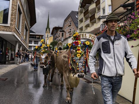 Eine festliche Prozession mit geschmückten Kühen und Kindern in traditioneller Tracht. Die Tiere tragen bunte Blumenkränze und der Hintergrund zeigt eine große Menge Zuschauer.