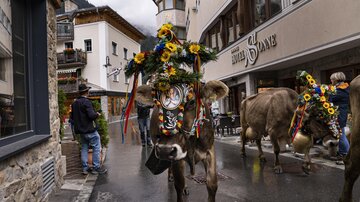 A decorated cow is walking through a narrow street with shops. In the background, more cows and people can be seen.