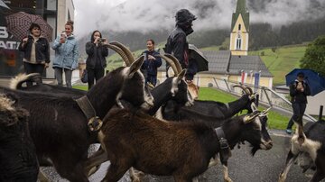 A group of goats crosses a street while some people watch and take photos. In the background, a church and cloudy sky can be seen.