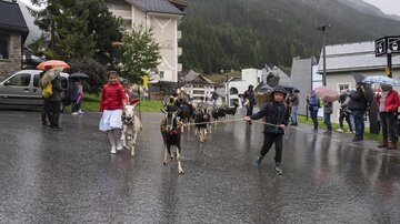A boy is leading a group of goats down a rainy street, while a woman in a red coat watches. In the background, spectators and houses in the mountains are visible.