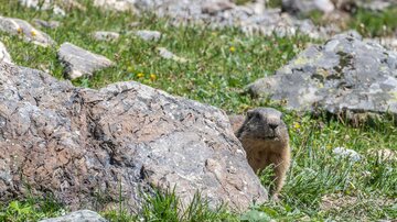 A marmot curiously peeks out from behind a rock. The surroundings consist of green grass and several large stones.